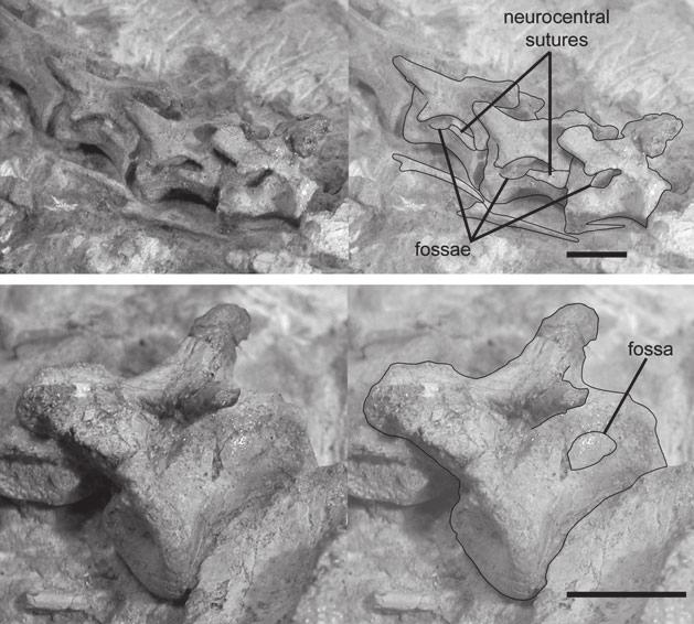 WEDEL: WHAT PNEUMATICITY TELLS US ABOUT PROSAUROPODS 217 A B TEXT-FIG. 10. Vertebrae of Thecodontosaurus caducus, BMNH P24. A, cervical vertebrae 6 8 in left lateral view.