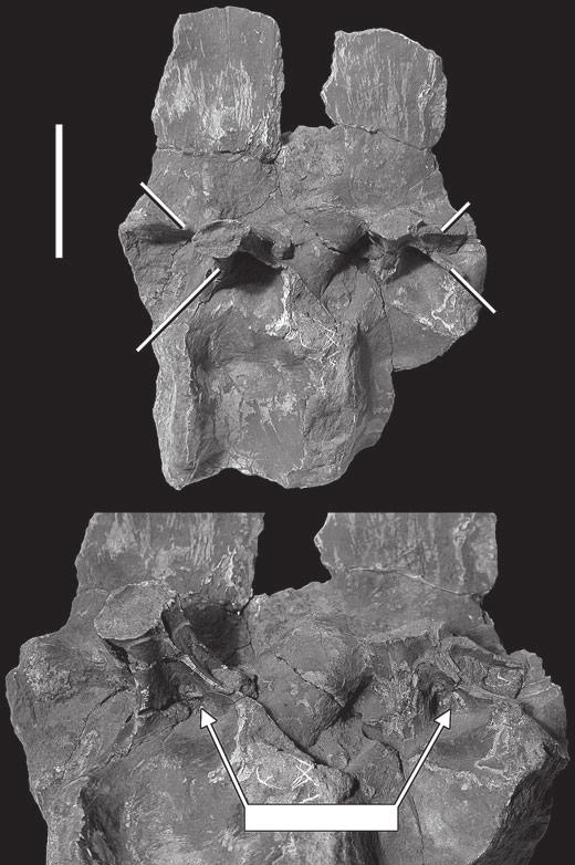 WEDEL: WHAT PNEUMATICITY TELLS US ABOUT PROSAUROPODS 213 TEXT-FIG. 6. Dorsal vertebrae of Erythrosuchus africanus (BMNH R533). A, right lateral and B, ventrolateral views. Scale bar represents 5 cm.