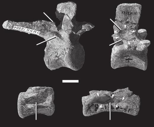 214 SPECIAL PAPERS IN PALAEONTOLOGY, 77 A PODL incipient PCDL B NAF PODL TEXT-FIG. 7. Dorsal and caudal vertebrae of Goniopholis stovalli.