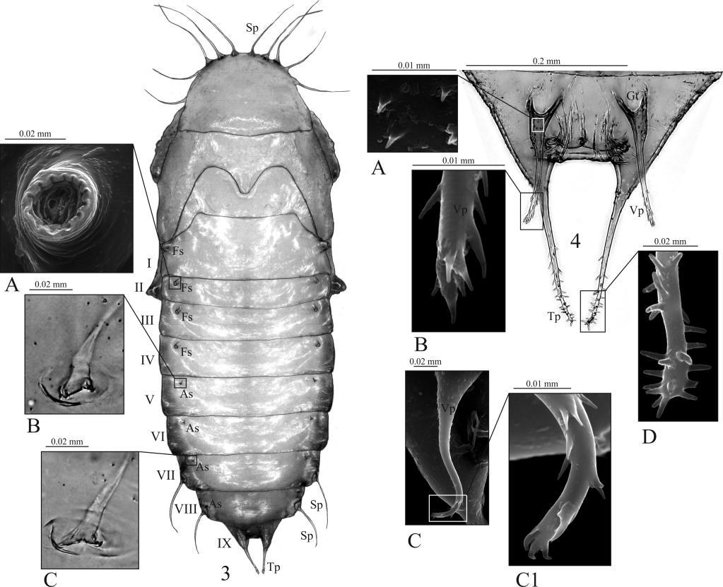 134 Polish Journal of Entomology 83 (2) Figs 3-4. Gabrius appendiculatus, pupa.