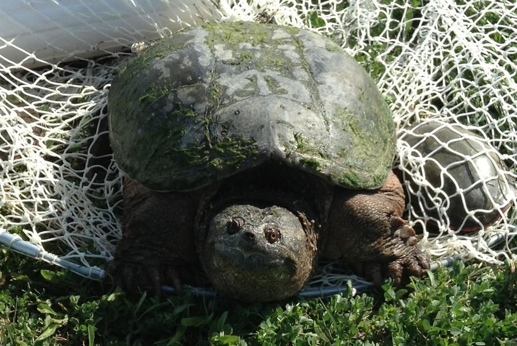 Figure 3.1: A snapping turtle that was captured by hoop net. It is common for snapping turtles to have algae on their carapace because they rarely leave water.