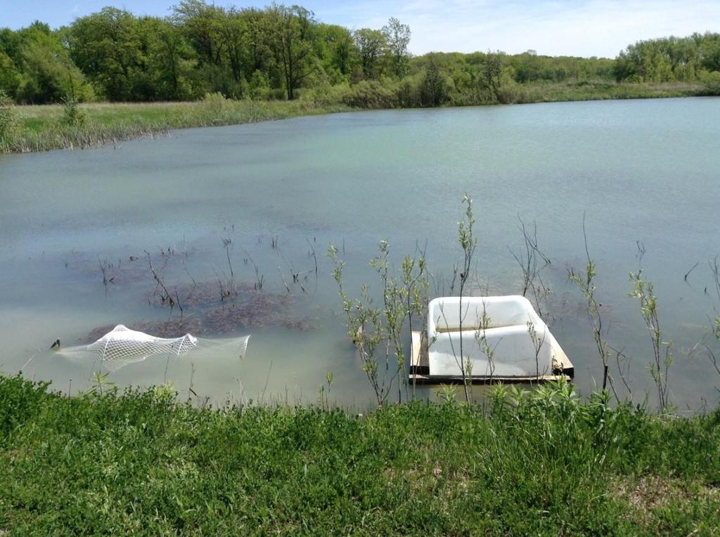 Figure 3.7: Trap site A, located within a pond on private land beside the Dunnville marsh.