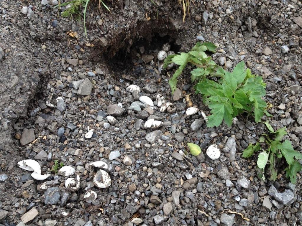 Figure 4.2: A snapping turtle nest, eaten by a predator. This image shows a snapping turtle nest that was dug up and eaten by a predator soon after the eggs were deposited.