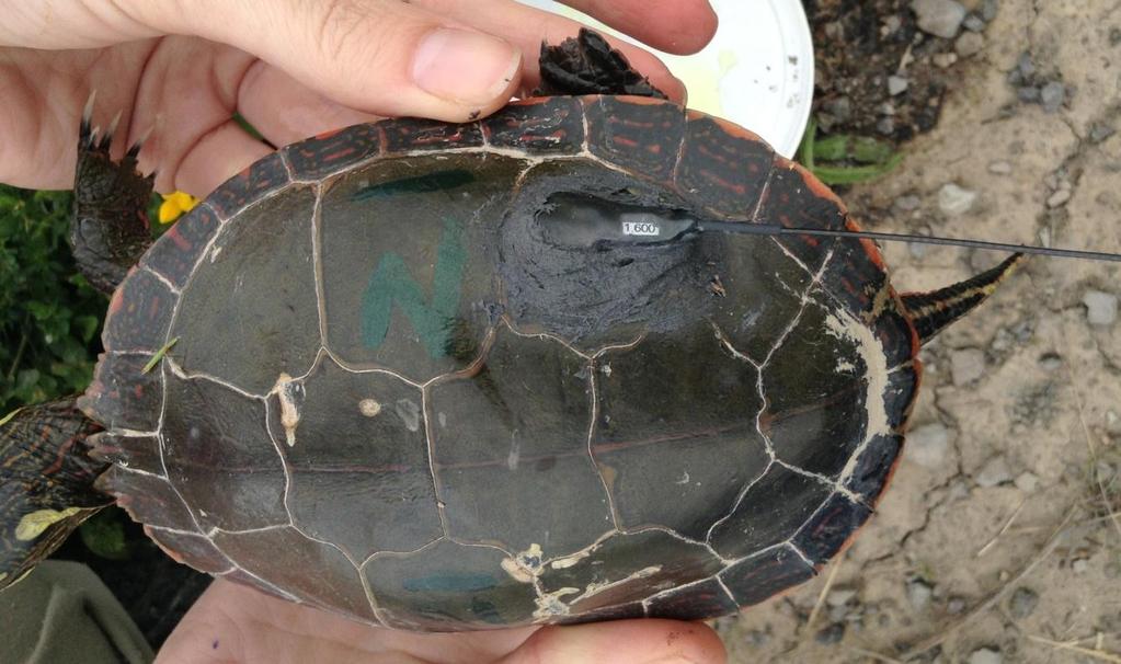 and the remaining 11 transmitters were used on Painted turtles.
