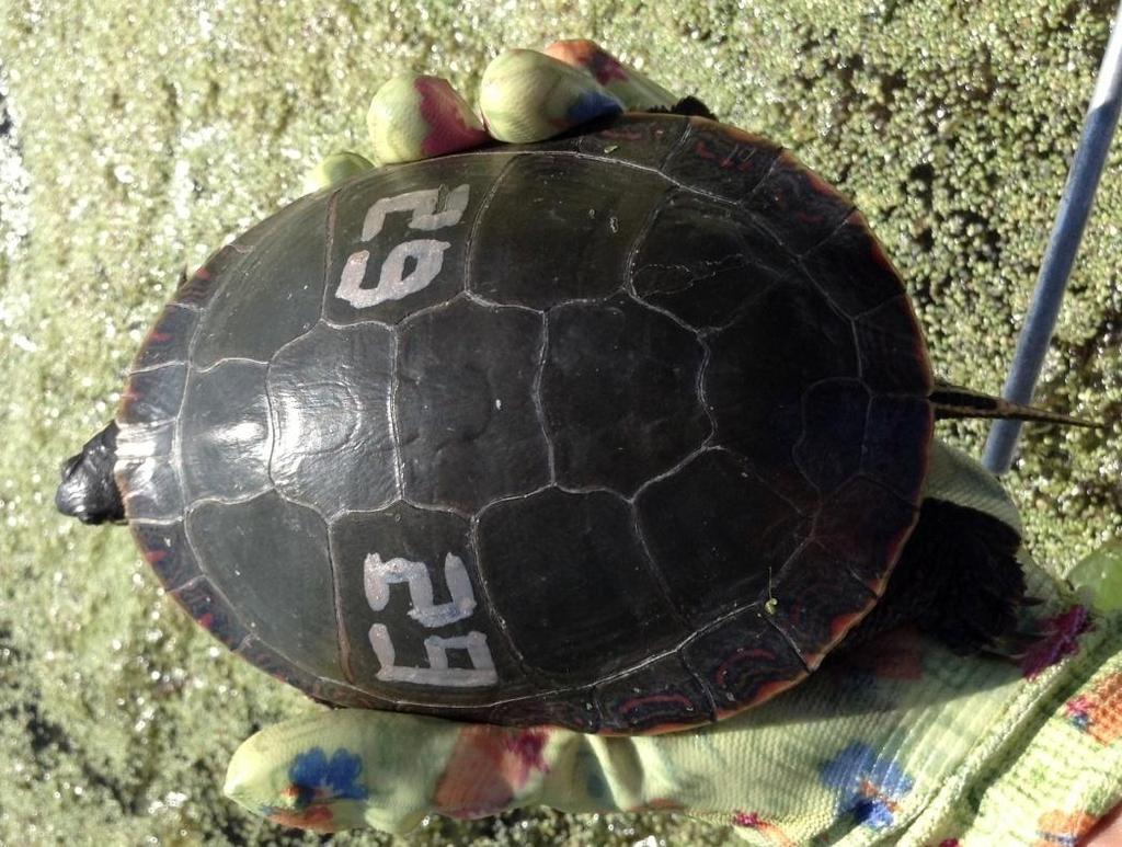 marking allows identification of the turtles with minimal disturbance, and is a suitable form of non-invasive, non-permanent marking for the duration of the 5 month field study (Gordon & MacCulloch,