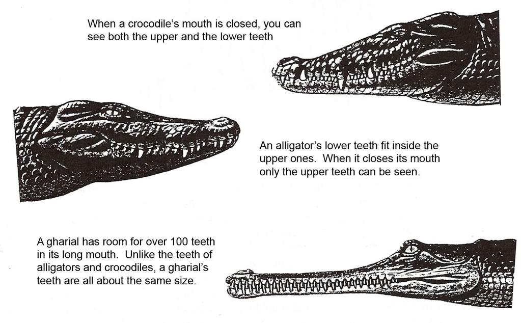 Another way to tell the three groups of crocodilians apart is to look at their teeth.