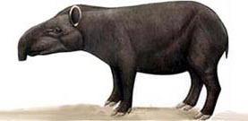 California Tapir