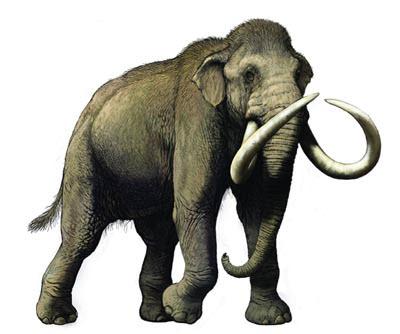 Mammut americanum