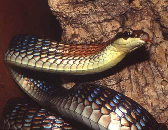 Dendrelaphis-species have either 15 or 13 dorsals at mid-body and Mertens (1934) considered the possession of 15 dorsals to be a primitive character state.