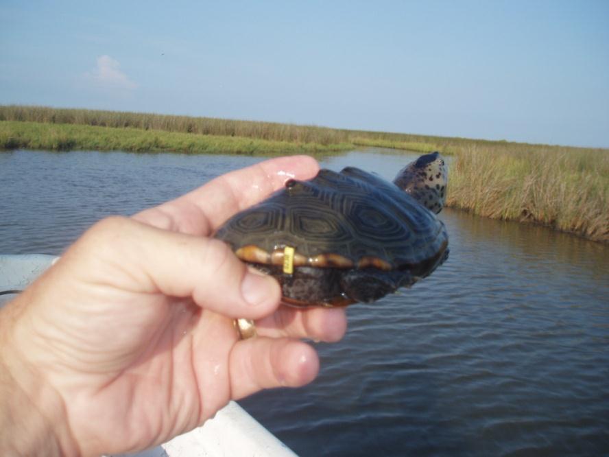 Figure 4. Shell tag on terrapin being released into Cedar Point Marsh. Each terrapin also receives a PIT tag.