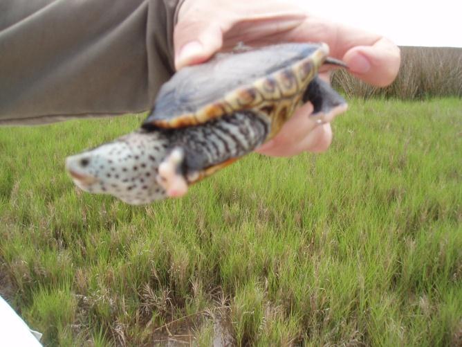 of a terrapin population. Past studies of other terrapin populations have indicated that raccoons are a major nesting predator in addition to fish crows, laughing gulls, and ghost crabs.
