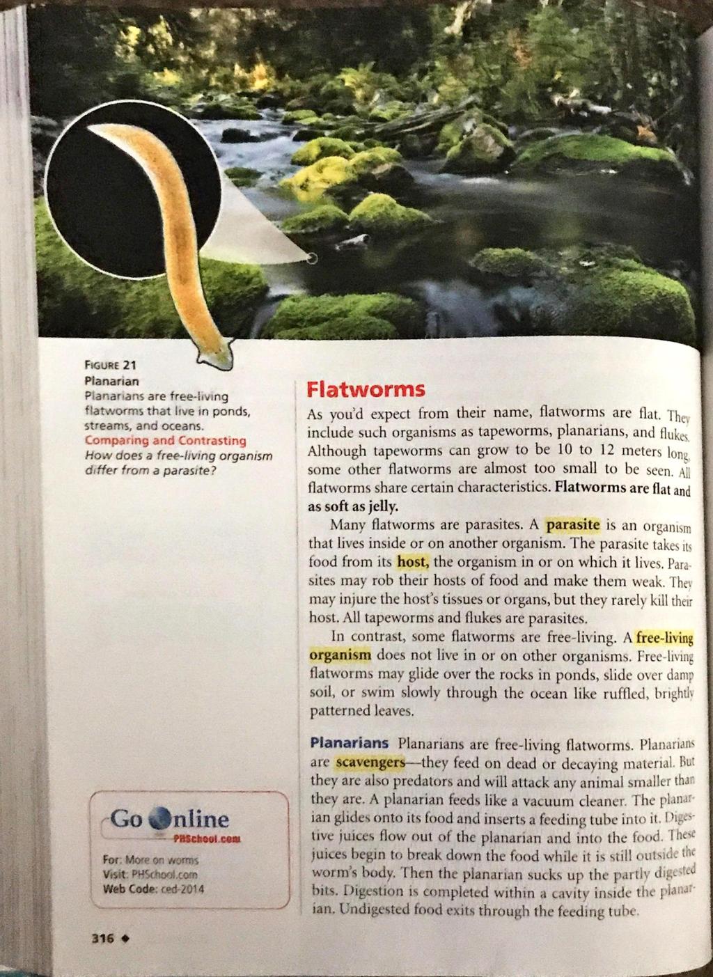 FIGURE 21 Planarian Piananans are free-imng flatworms that Irve in ponds, streams, and oceans. Comparing and Contrasting How does a free-living organism differ from a parasite?