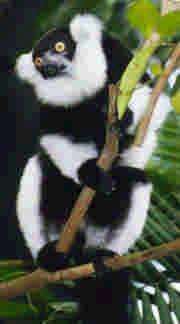 Black-and-white Ruffed Lemur: Size: Head and body 51-60cm, tail a little longer, 3.2-4.5kg, scent glands on feet and backside. Lifespan: 15-20 years in captivity.