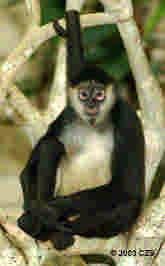 Physical Description: Spider monkeys have distinctly long, slender limbs, and a long prehensile tail with a hairless area on the underside.