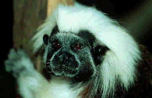 Cotton-top Tamarin Size: Head and body 20-29cm, tail 31-42cm long, 350-450g. Lifespan: More than 10 years in the wild. Babies: Usually twins, but can range from 1-4. Breeding season in Jan-Feb.