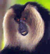 Lion-tailed Macaque Size: Body length 46-61cm, males 9-11kg, females 7-8 kgs. Lifespan: 15-20 years in the wild, 30 or more years in captivity. Babies: One young born. Gestation 162-186 days.