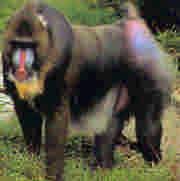 Mandrill Size: Head and body 61-76cm, tail vestigial 5-7cm. Male average 25 kg, female 11.5kg. Mandrill males can reach 54 kg. Lifespan: Average 20 years in the wild, 46 years in captivity.