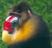 The Mandrill is more widely distributed in Western Central Africa: Cameroon, Gabon and the Congo.