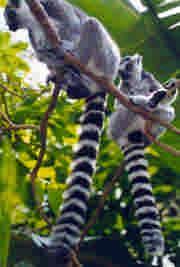 Ring-tailed Lemur Size: Head and body 38-45cm, tail 56-62cm. 2.3-3.5kg. Scent glands on feet, backside, wrists, and chest.