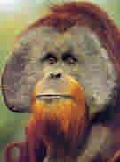 Sumatran Orangutan Size: male 1.4m 50-90kgs, female 1.2m 30-50kgs. Males can be twice as big as females. Lifespan: Average 35 years in the wild, 50 years in captivity.