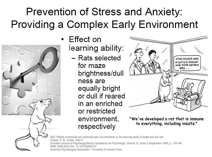 40 of 65 Prevention of Stress and Anxiety: Providing a Complex Early Environment Effect on learning ability: Rats