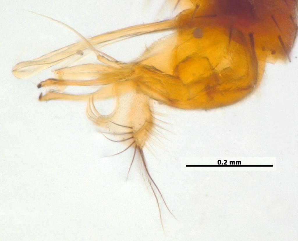 sp. nov., wing. Fig. 20.  sp. nov., hypopygium.