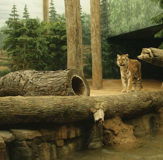 The Zoo s Big Cats It may seem like all big cats do is eat, sleep and lounge regally in their exhibits. But cats also like to play with toys, stalk like they would in the wild and make noise.
