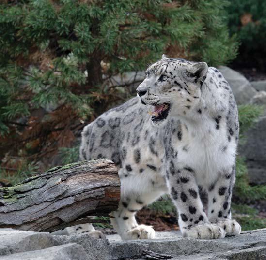 Despite seeming shy and reserved, Stella likes to jump on the inside of the exhibit door in front of a keeper. Cuxtal is outgoing and likes to play in water.