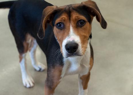 Pets for Adoption Butch, 5 month old Walker Hound mix, estimated adult size 50-60 pounds. Butch is sweet, friendly, and loves people and attention.
