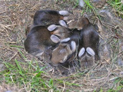 carefully check your lawn for rabbit nests before mowing, especially when the grass is higher than