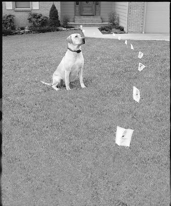 Boundary training flags Place the boundary flags so that they are ten feet apart and at the point where the warning tone starts. These flags serve as a temporary visual boundary for you and your pet.