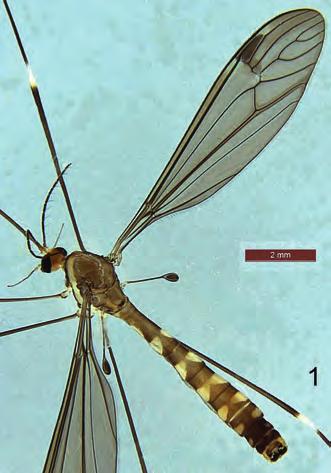 728 Systematics Dolichopeza reidi nov.sp. (Figs 1-5) Type material: Holotype : LORD HOWE IS (=Australia, NSW, Lord Howe Island), Lidgbird, E shelf 31:33.826S 159:05.271E 486 m FIT/malaise; 9-16.ii.