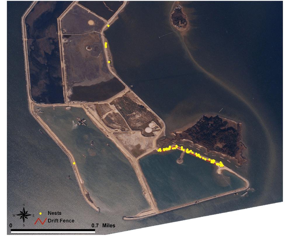 Terrapin Monitoring - 5 RESULTS NESTING AREAS: Sixty-eight terrapin nests in two main nesting areas were discovered on Poplar Island (Table 1, figure 1).
