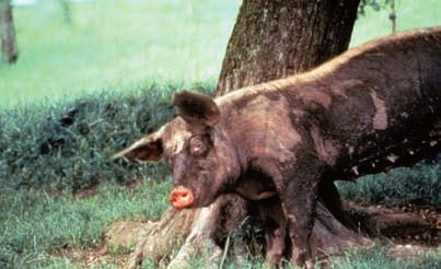 Wild boar Nosey Porkey Parkers As domestic pigs, we are descended from the European wild boar.