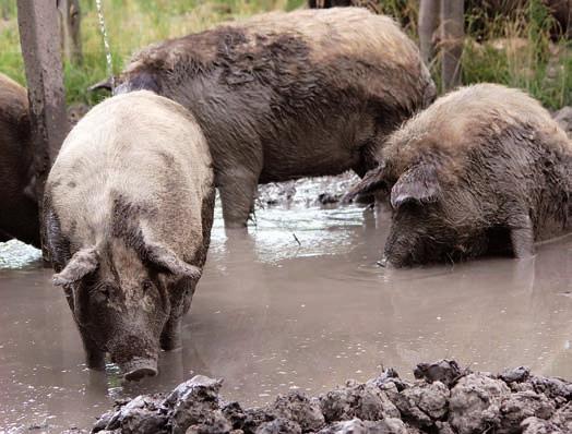Mothers, aunts and young boars live together. An older, more experienced sow leads them through forests and fields.