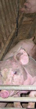 Pigs as farm animals in Austria Fill in the blanks with: piglets, straw, protection, 114 days, warm and secure, organic farms, mother sow, 4-7 weeks, heat lamp, breeding stall, with other sows, boar,