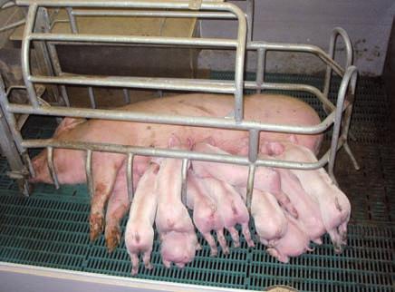 .... against being smothered. During this time, they are not being treated in an animal-friendly way. Because there is no... and the floor is cold and full of slits and cracks, the piglet does not feel.