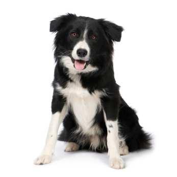 Page 5 F E A T U R E D B R E E D : B O R D E R C O L L I E Border Collies are known as the most intelligent of all the dog breeds.