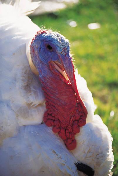 2013 Animal Care Best Management Practices NTF published its first guidelines on the care of turkeys in 1990 and has continued to update its members with new information ever since.