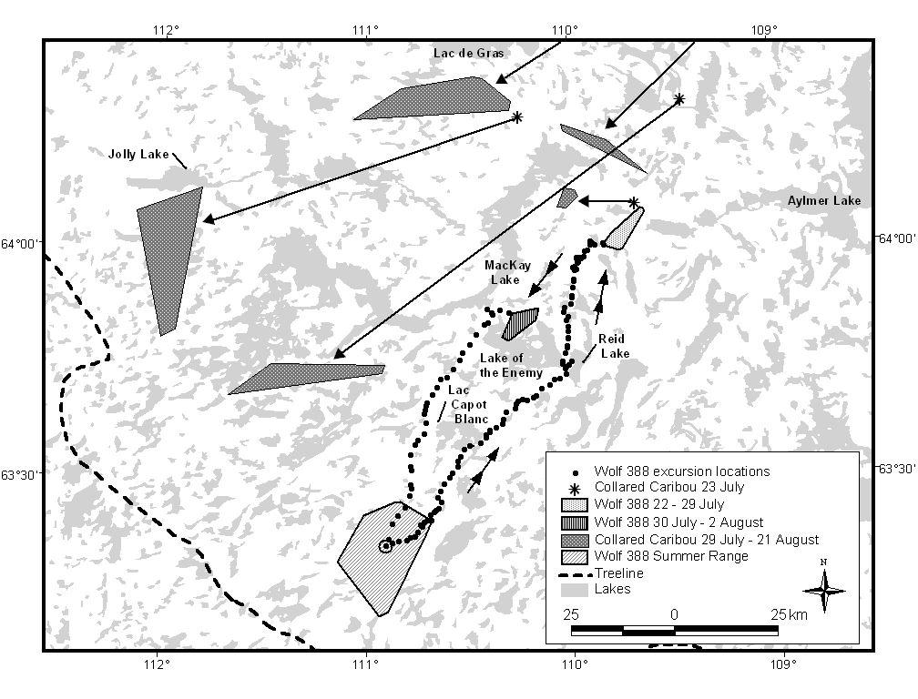Figure 2-2. Details of a long foraging movement by female wolf 388 between 19 July and 2 August 2002.