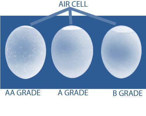 Egg Grading Grade AA eggs: thick whites; yolks are high and firm; practically free from defects Grade A eggs: have characteristics of Grade AA eggs except that the whites are
