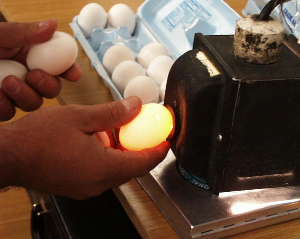 Egg Candling using light to determine egg