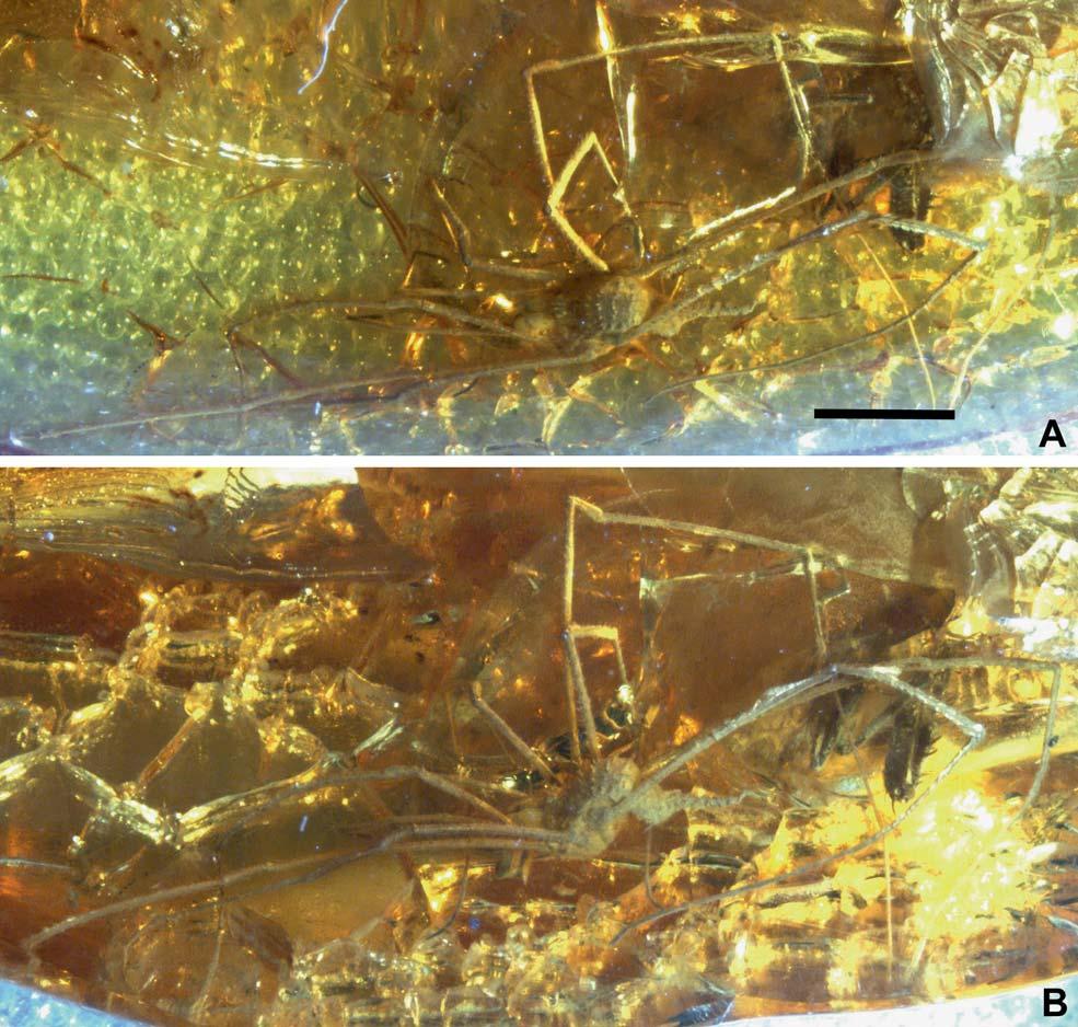 92 Dunlop,J.A.etal.:Spinyamberharvestman Figure 1. Piankhi steineri n. gen, n. sp. Overview of the complete animal (holotype and only known specimen: MB.A.1878) from Eocene Baltic amber (ca.