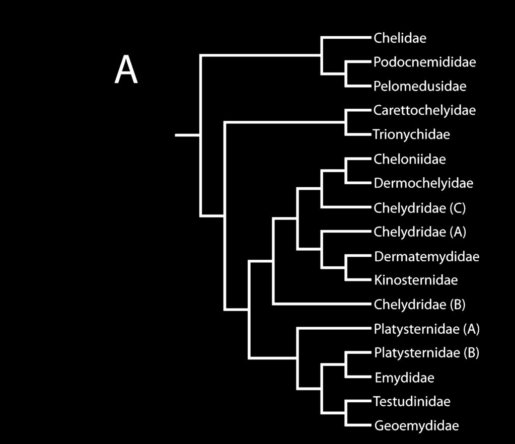 IVERSON ET AL. Supertrees 87 Figure 4. Current phylogenetic hypotheses of the relationships among the families of turtles.