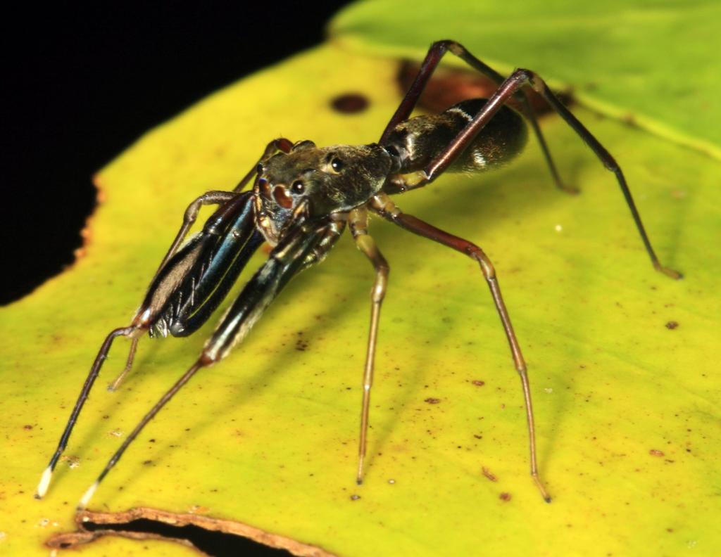 The small pedipalps of the male are