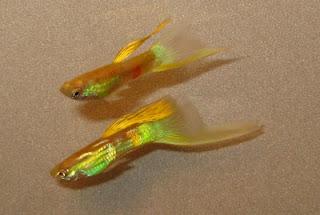 Asian Blau Mutation As A Tool For Yellow Breeders Some of you may have noticed I've been on a crusade for a Yellow Swordtail phenotype over the last decade.