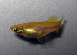 So, when recent publications and research that indicate creation of a yellow guppy as unlikely why continue? It simply appeals to my eye.