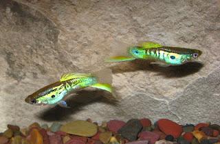 To produce brilliant colored guppies you must concentrate on iridescence over pigment. Depending upon your strain it may result in some gaps in color coverage, but the results can be phenomenal.
