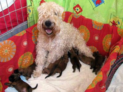 FIRST 2 LITTERS WERE PRODUCED FROM IMPORTED FEMALES: WHEATEN REBEL S