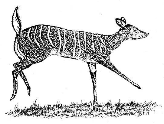Introduction Nyala are medium sized antelope that form herds up to 40 animals. Nyala show sexual dimorphism.
